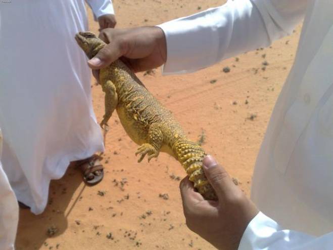 بالفيديو ..  صيد الضب هواية سعودية مهددة بالانقراض!