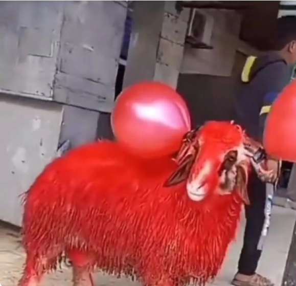 شاب عراقي يهدي حبيبته خروف أحمر بعيد الحب