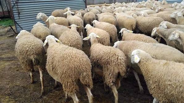 من إسبانيا إلى الأردن ..  14 ألف رأس من الأغنام عبر مرفأ طرطوس