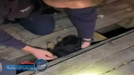 بالفيديو  ..  شاهد إنقاذ جرو علق تحت سطح خشبي لسفينة