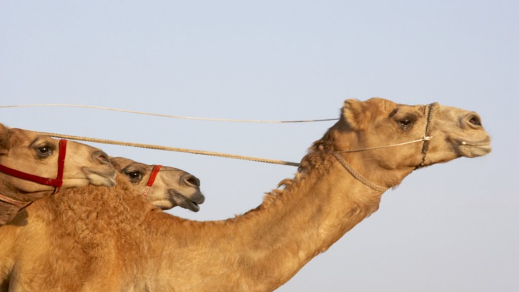 حسم خلاف على بيع جمل سباقات بقيمة 170 ألف درهم