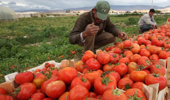 توقع إنتاج 215 ألف طن بندورة بالمفرق