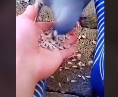 مضحك جدًا  ..  جنت على نفسها براقش !