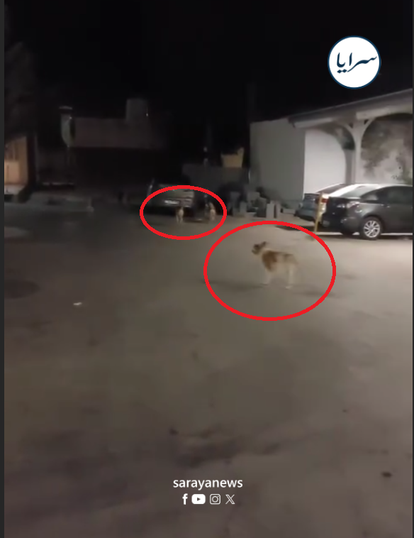بالفيديو  ..  قطيع كلاب يتجول داخل مستشفى النديم! ..  ومواطنون يتسائلون: "إلى متى"؟ 