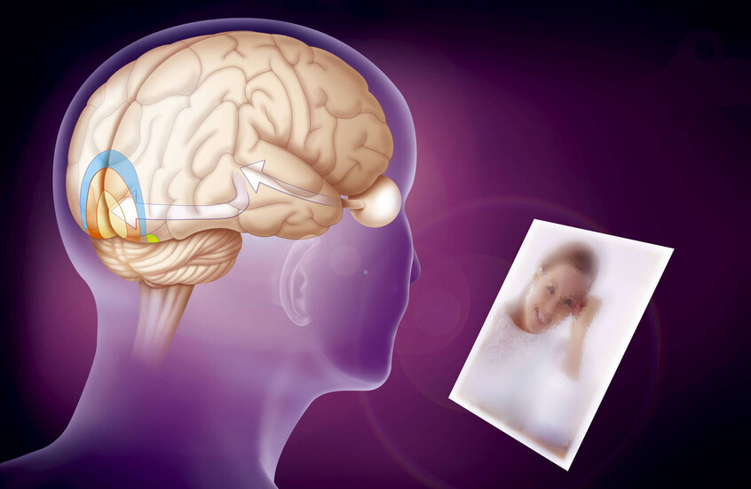 اكتشاف "مفتاح إعادة ترتيب الذكريات" في الدماغ!