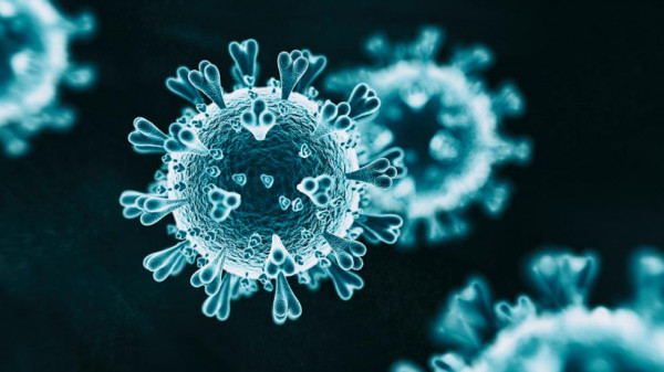 العلماء يحددون البروتين المسهل لدخول ( SARS-CoV-2) إلى الخلايا البشرية  المزيد على دنيا الوطن  ..  