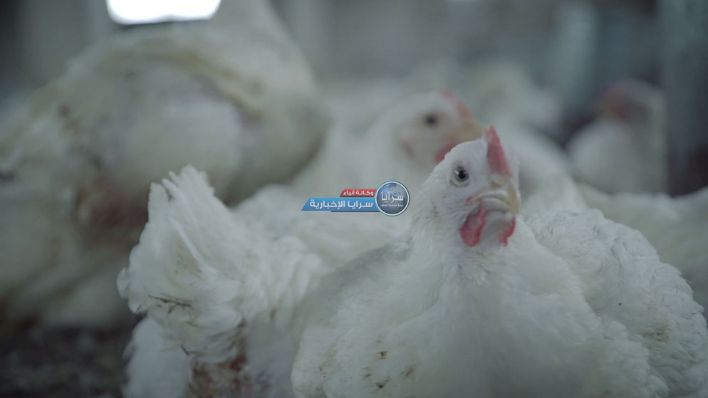 انخفاض أسعار الدجاج الطازج والمجمد 23% الشهر الماضي
