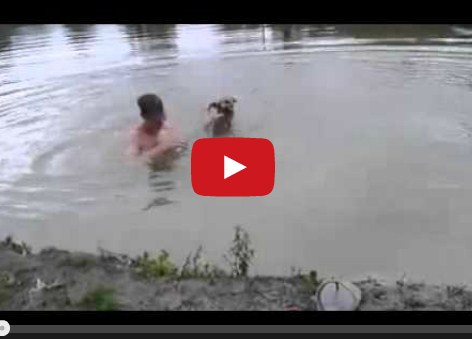 بالفيديو ..  كلب يضرب صديقه لينقذه من الغرق ويحصد مئات آلاف المشاهدات 