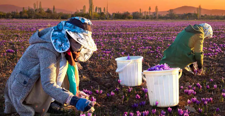 إيران ..  الإنترنت يضرب صادرات "الذهب الأحمر" 