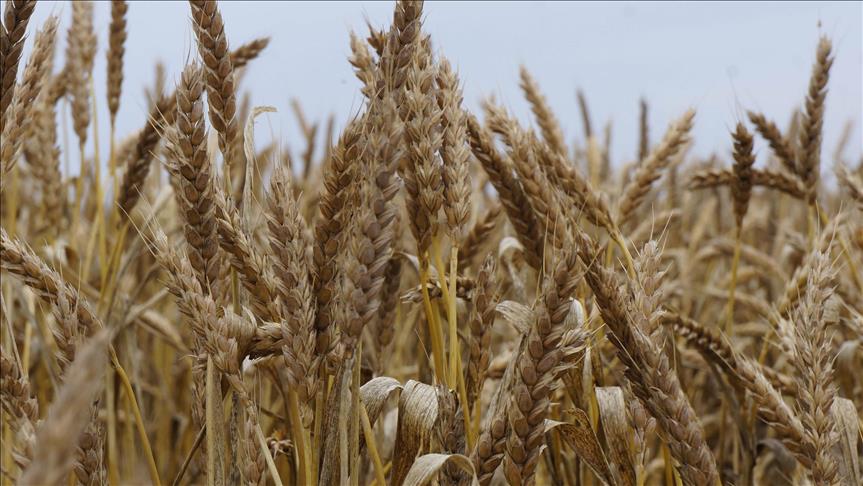 16 ألف طن المحصول المحلي من القمح والشعير حتى الآن