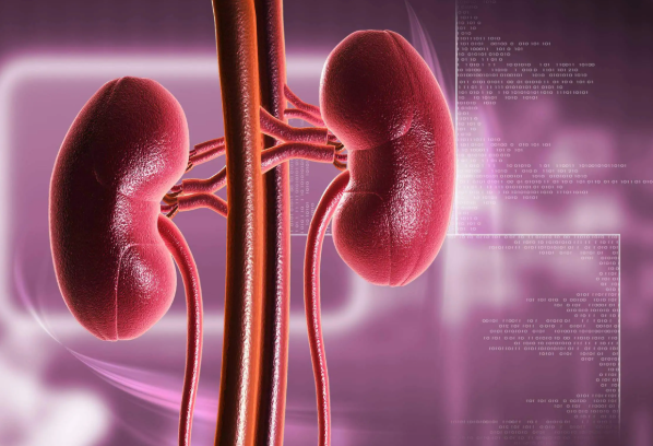 كيف نحمي الكلى؟