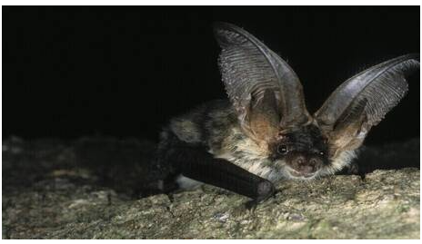  واقعة تثير مخاوف من انتقال فيروس فتاك إلى البشر 