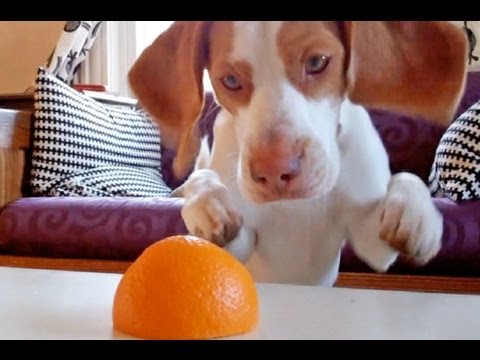 شاهد محاولات كلب لتناول برتقالة .... مضحك جداً