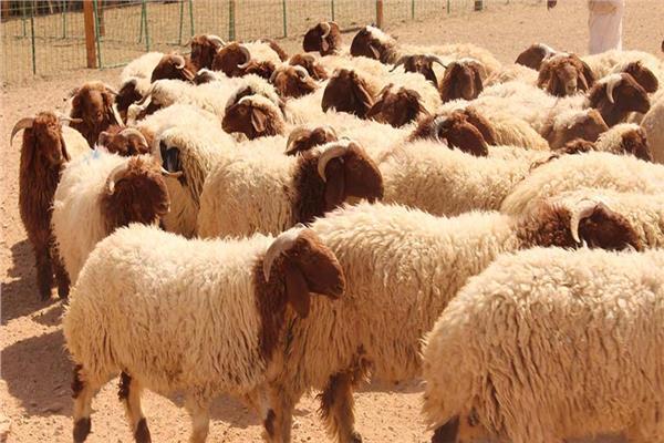 بلدية اربد : إعفاء المواطنين من رسوم ذبح الأضاحي