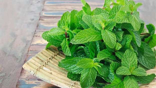 تفسير حلم رؤيا النعناع في المنام لابن سيرين