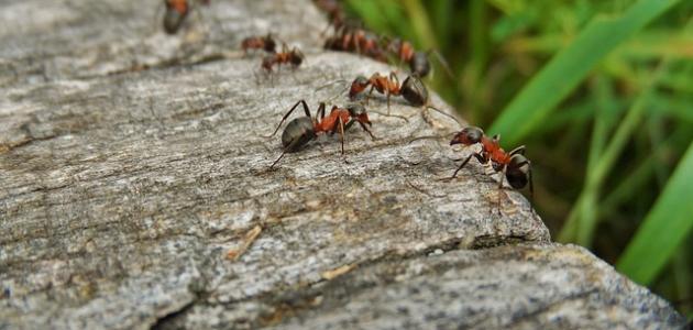 دراسة تكشف قدرة النمل على تمييز رائحة السرطان
