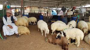 قطر: خروف بسعر مدعوم لكل مواطن خلال رمضان