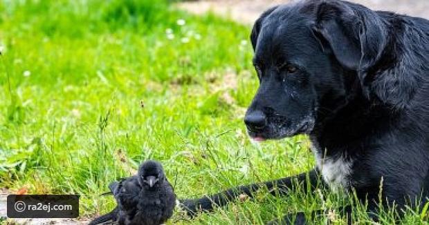 بالفيديو كلب وحيد القرن يشعل مواقع التواصل الاجتماعي تعرف على السبب