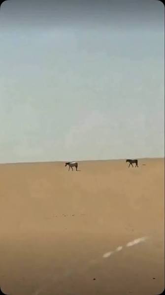 مشهد إنساني في صحراء الكويت ..  مواطن ينقذ أربعة خيول وصقراً من العطش والحرارة الشديدة