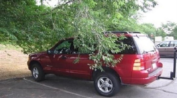 لهذا السبب ..  افحص سيارتك بعد صفها تحت الأشجار