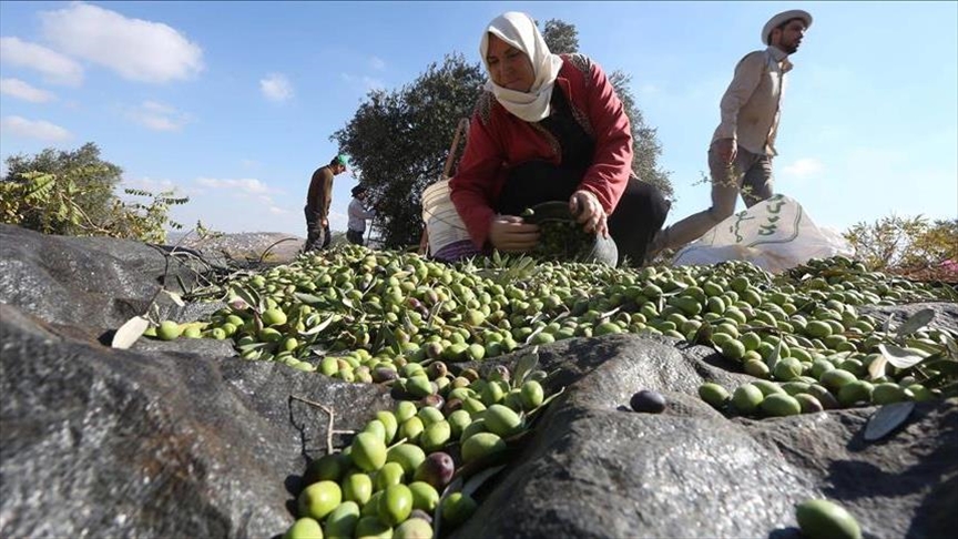 لأول مرة  ..  غزة تصدر زيت الزيتون إلى دول عربية