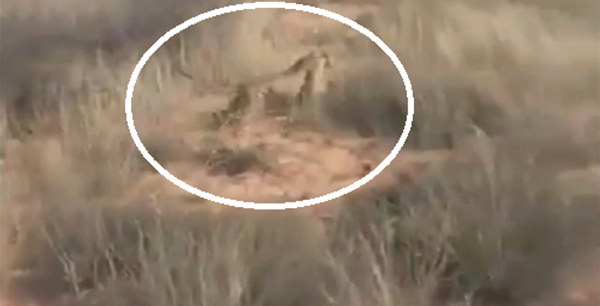 فيديو: البوق يوضح حقيقة تداول مقطع لـ مقتل نمر عربي بالهدا