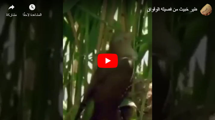 بالفيديو ..  تعرف على أخبث وأحقر الطيور في العالم ..  يتصرف كالمحتلين والغزاة