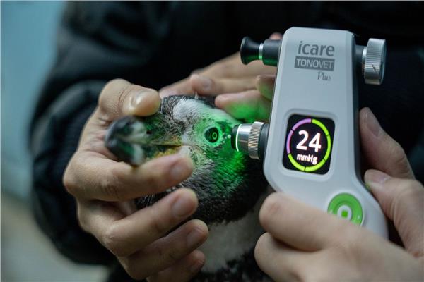 تزويد 3 طيور «البطريق» بعدسات مخصصة للعين