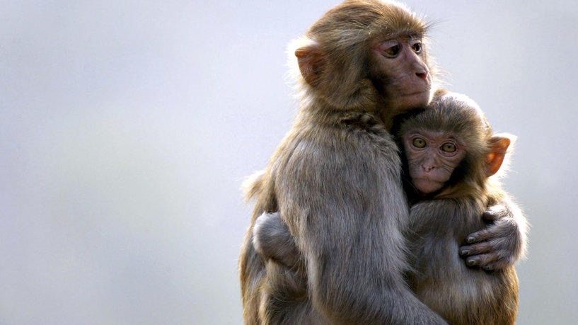 الصحة العالمية تندد باعتداءات على القرود بسبب جدري القردة