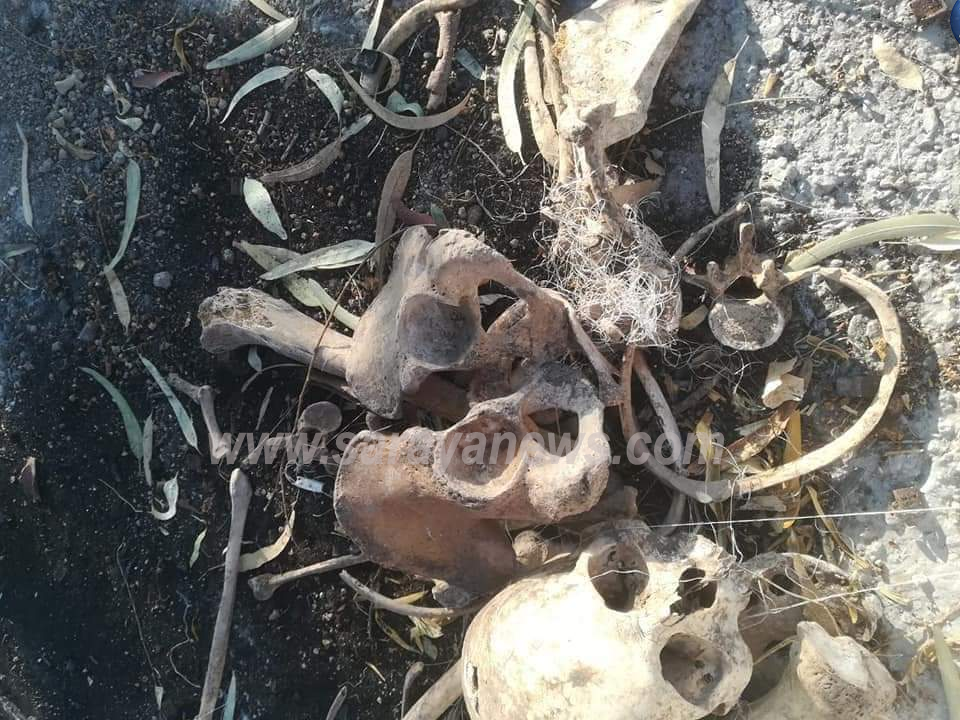 بالصور ..  انتهاك حرمة مقبرة في اربد بنبش القبور واخراج عظام الموتى والجهات المعنية غايبه فيله 