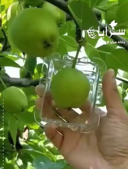 بالفيديو ..  هل رأيت من قبل تفاح مربع ؟! 