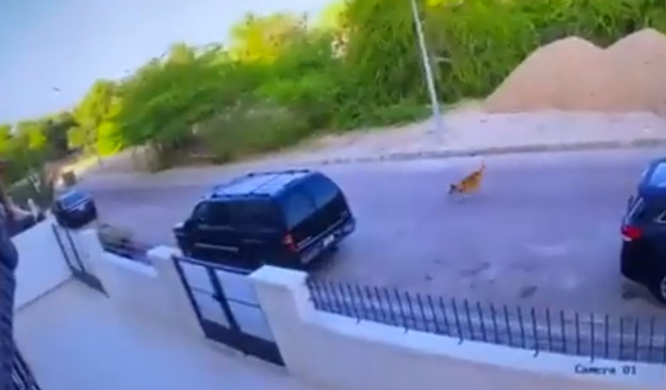 لحظات تحبس الأنفاس لطفلة أرعبها كلب ضال في العقبة ..  فيديو
