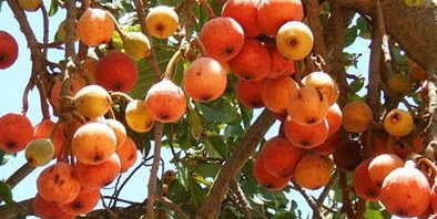 تفسير رؤية الجميز في المنام