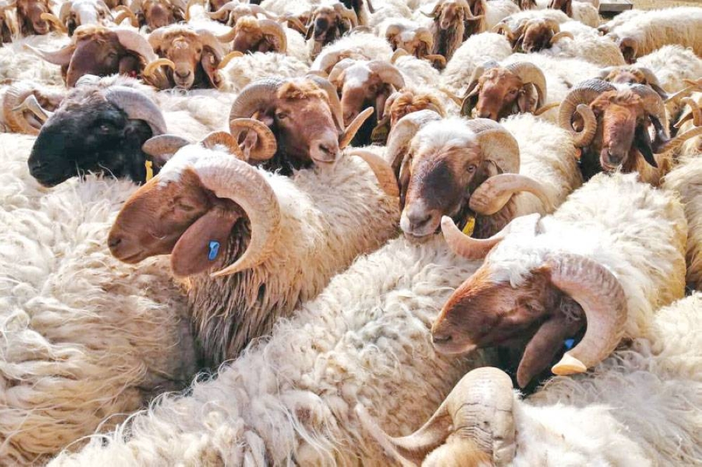 بعد فرض رسوم أردنية على الأغنام  ..  سوريا تحول صادرات الأغنام إلى السعودية عبر العراق