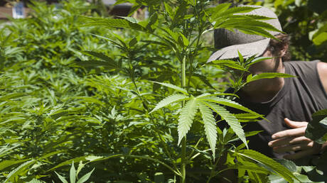 "ترامب يدرس تخفيف القيود الفيدرالية على الماريجوانا وإعادة تصنيفها كأقل خطورة