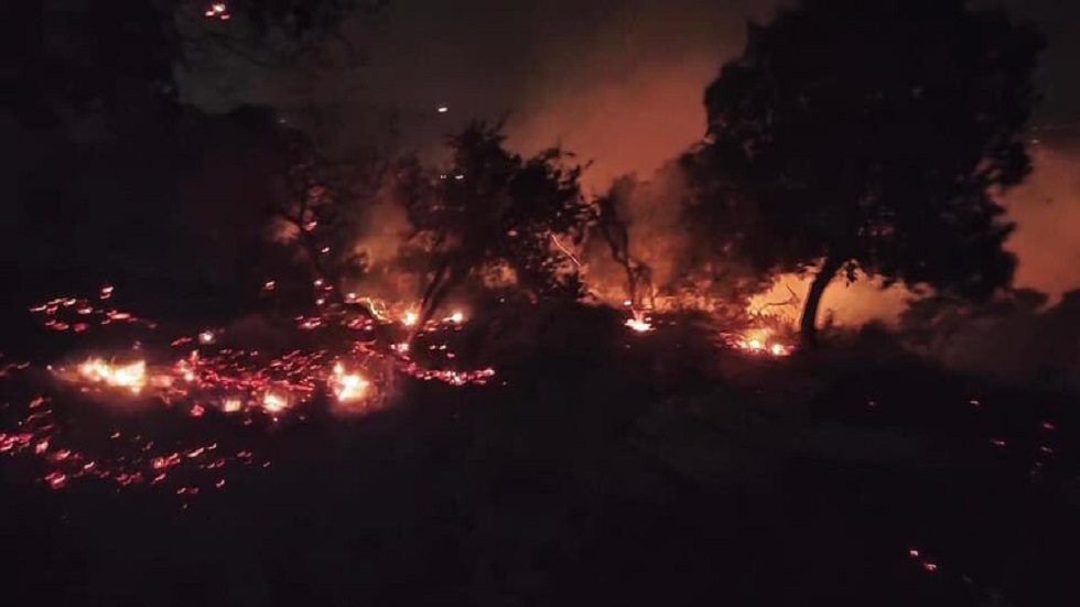 حريق غابات محمية اليرموك أدى لفقدان 2500 شجرة