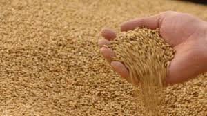الحكومة ترفع أسعار شراء القمح والشعير 50 دينارا