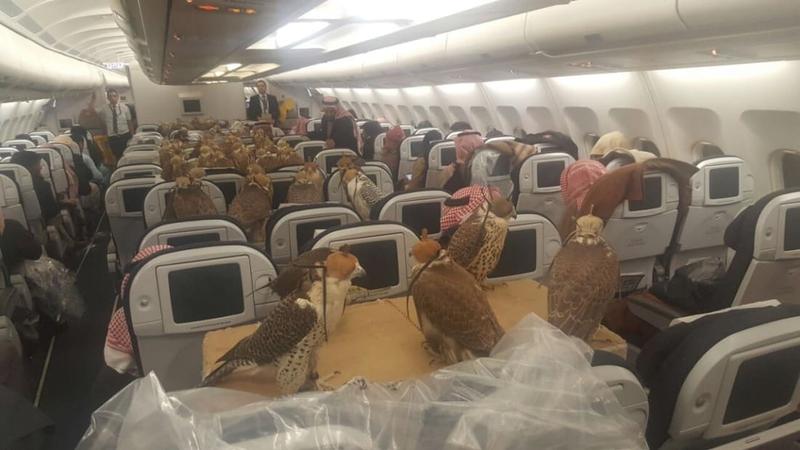 صقور على متن الطائرة: الدرجة الأولى للطيور الجارحة