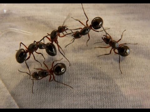 تفسير حلم رؤية النمل على الفراش