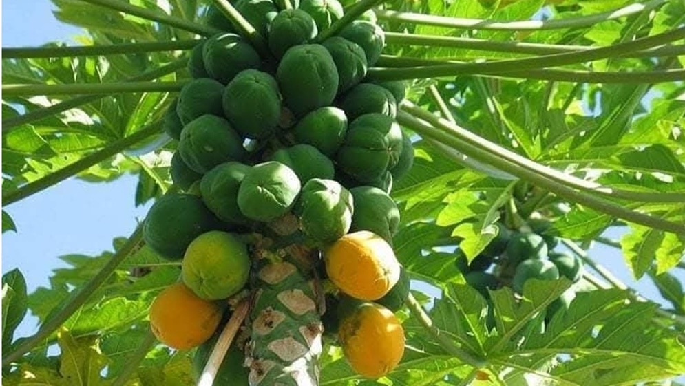 الأغوار الشمالية ..  شبح الخسائر يطارد الزراعات الاستوائية