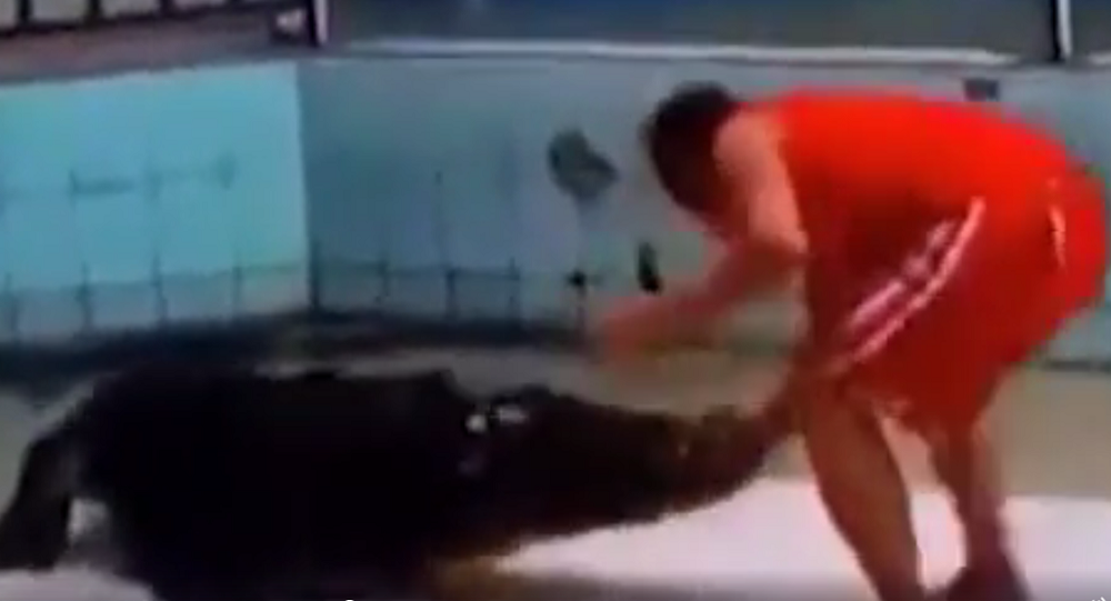 بالفيديو  ..  تمساح يحاول التهام يد مدربه اثناء عرض سيرك