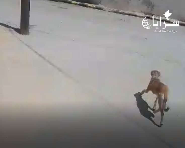 بالفيديو ..  مواطن في مادبا يلاحق الكلاب الضالة ويتوعّد: "سأتخلص منها بنفسي إن لم تتحرك الجهات المعنية"