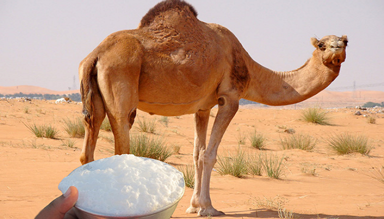 فوائد غير متوقعة لحليب الإبل في مكافحة مرض يصيب الملايين حول العالم