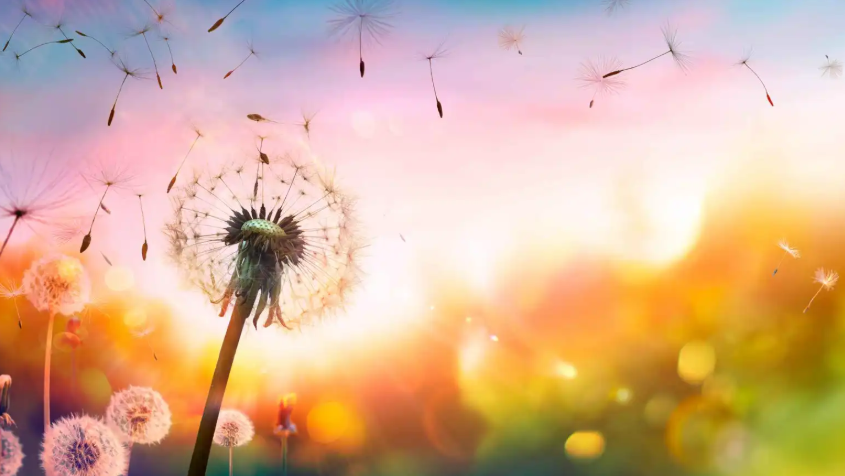 "ربو العواصف" ..  كيف يعيد تغير المناخ صياغة مواسم الحساسية؟