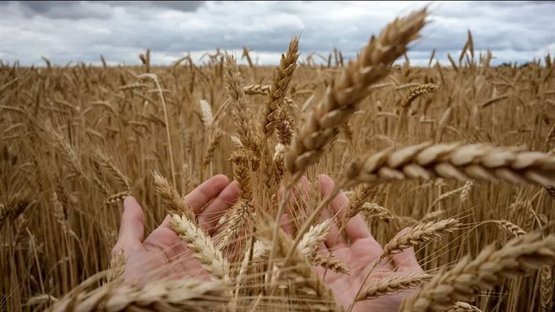 تفسير رؤية القمح في المنام وعلاقته بالحب 