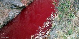 شاهد ..  نهر يتحول إلى الأحمر القاني ..  والسبب "دماء الخنازير"