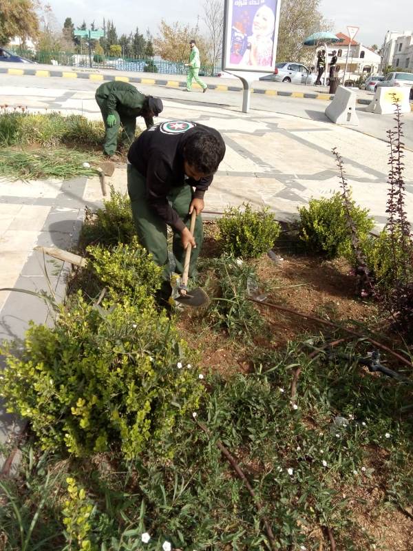 امانة عمان تواصل تنفيذ خطتها في زيادة المساحات الخضراء 