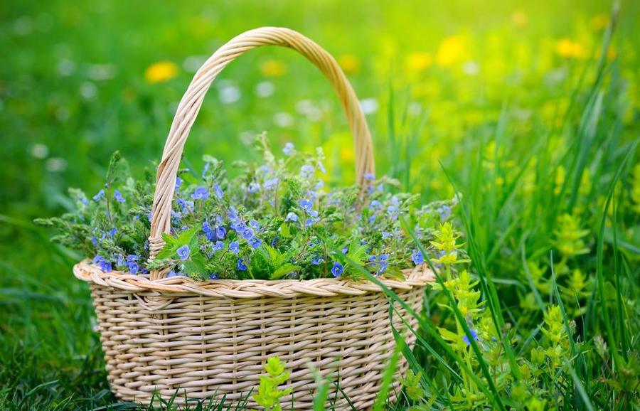 فوائد عشبة الجعدة مذهلة ..  خصوصاً للحمل