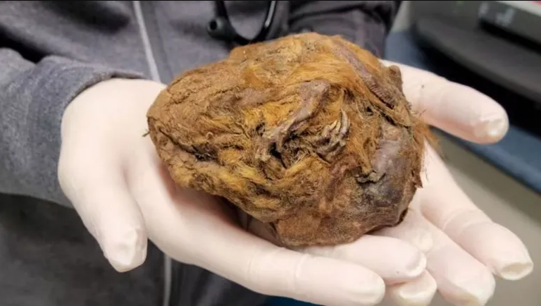 "كرة" تكشف عن حيوان عمره 30 ألف عام