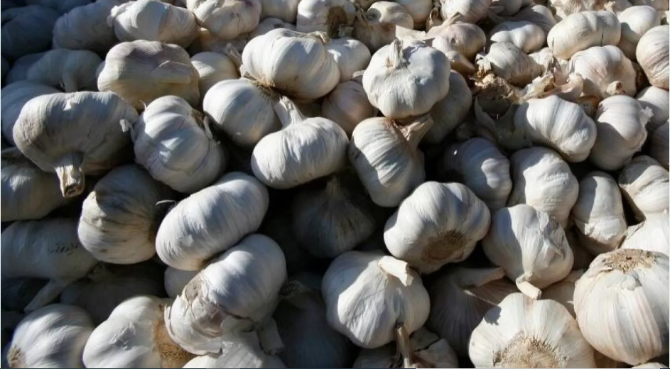 ماذا يحدث لجسمك عند تناول الثوم بانتظام؟